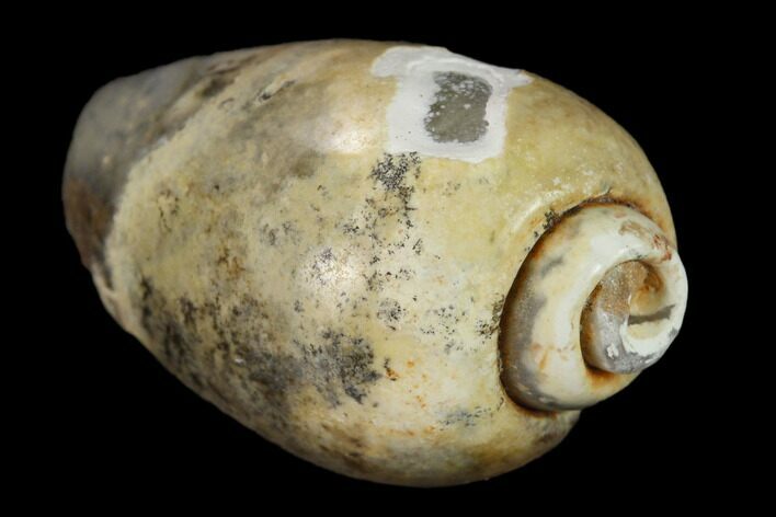 Polished, Chalcedony Replaced Gastropod Fossil - India #133523